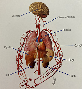 HIPOTENSÃO ORTOSTÁTICA ( POSTURAL )