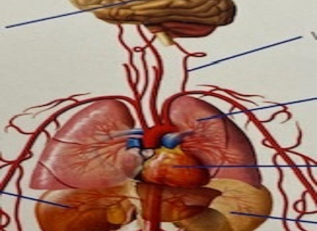 SÍNCOPE CARDIOGÊNICA